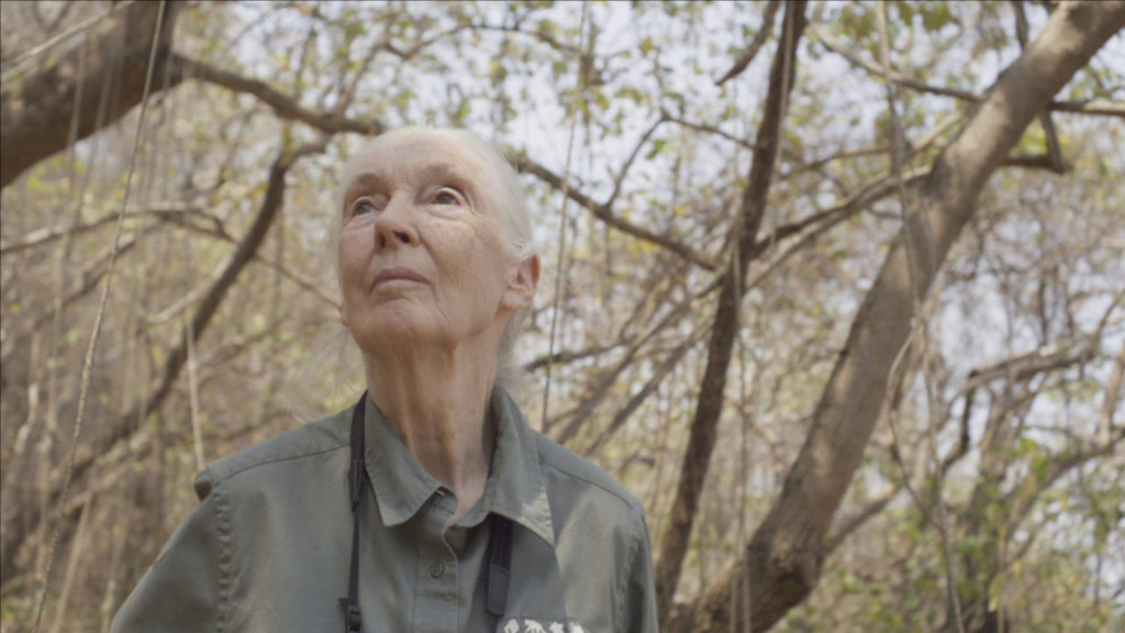 Jane takes a stroll near the beach, searching for chimps in the National Geographic documentary Jane Goodall: The Hope.