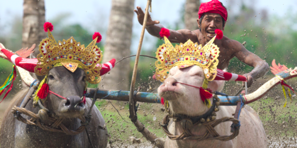 A jockey riding his buffalo in Bali in the traditional race of Makepung Lamping in Home Game.