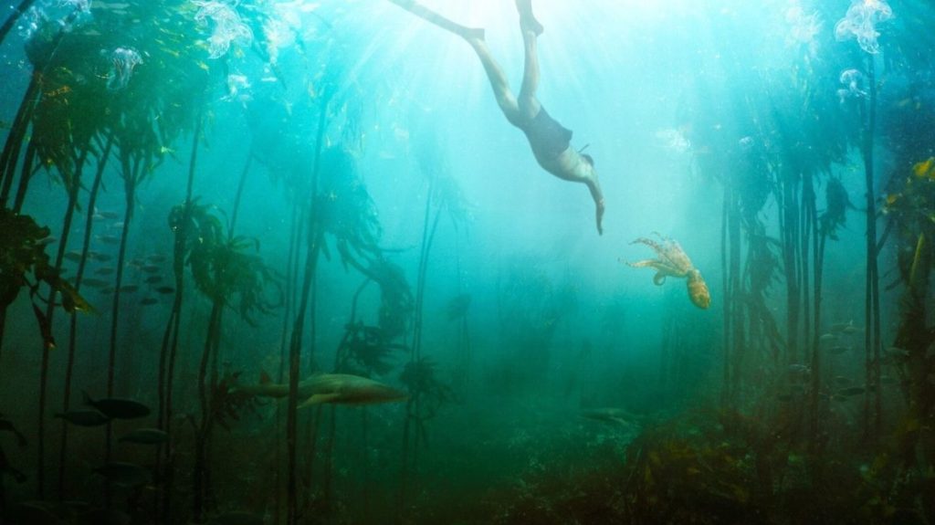 Swimming in the kelp forest.