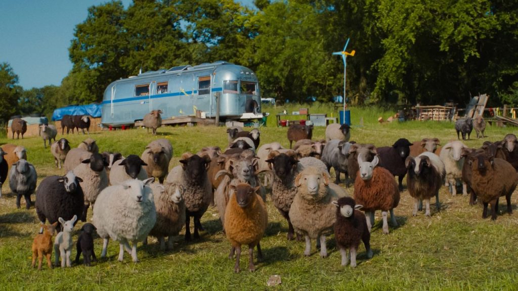 The Sheep Detectives